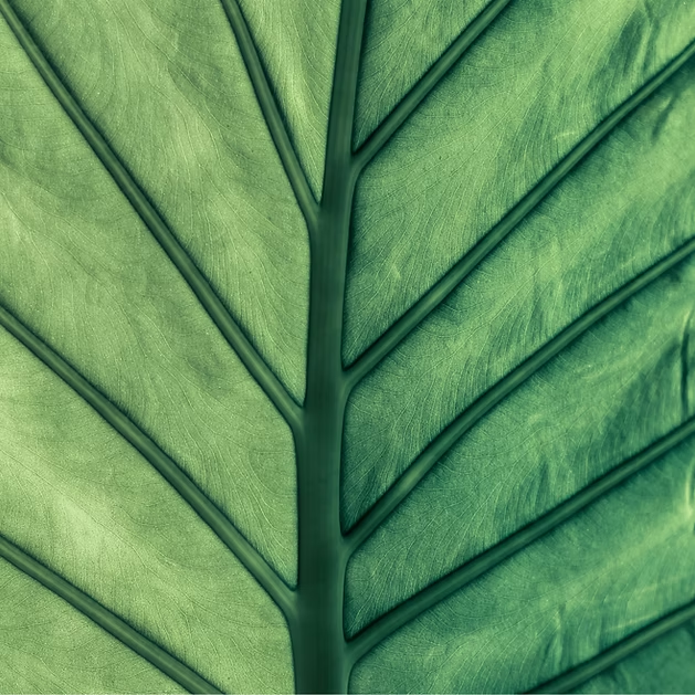 leaf