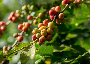 coffee plant