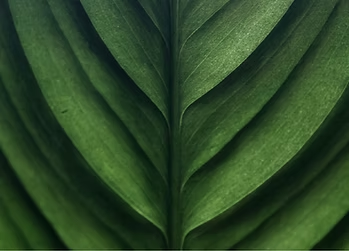 leaf
