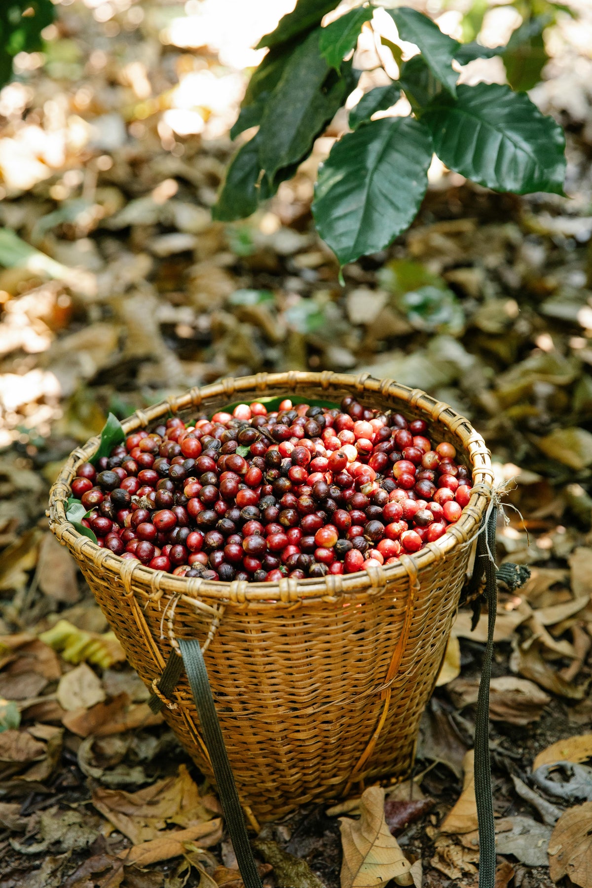 Coffee with purpose