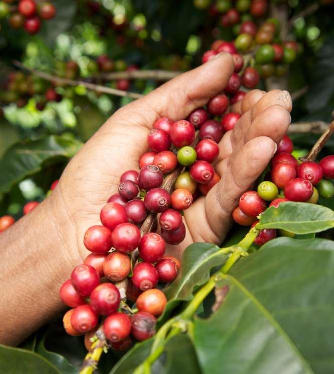 Hand picking ripe coffee cherries